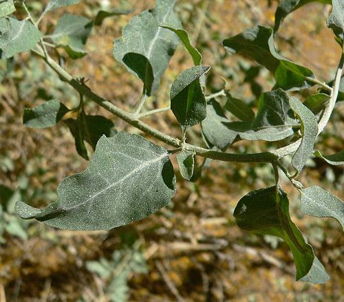 Atriplex lentiformis